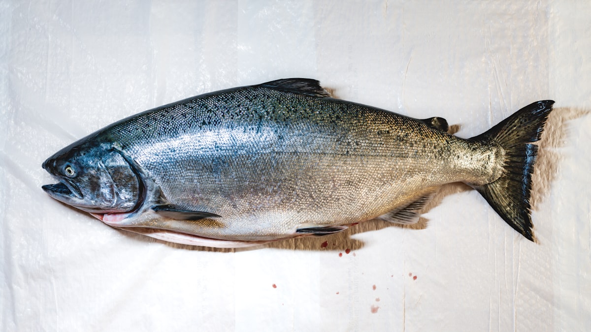 Salmone ricco di omega-3 e DHA